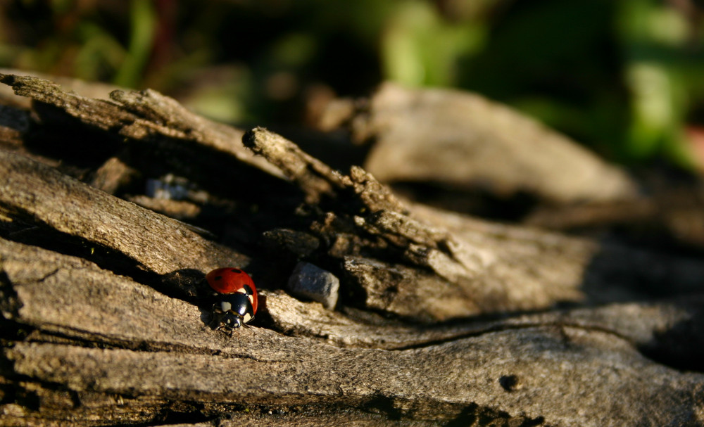 Marienkäfer