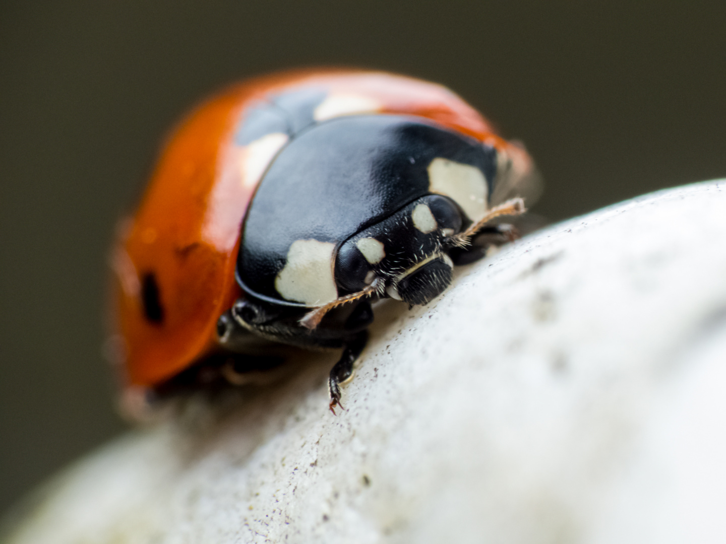 Marienkäfer Foto & Bild | tiere, tierdetails, makroaufnahmen Bilder auf