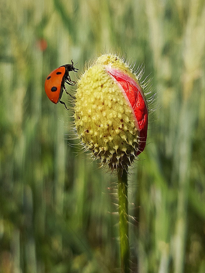 Marienkäfer