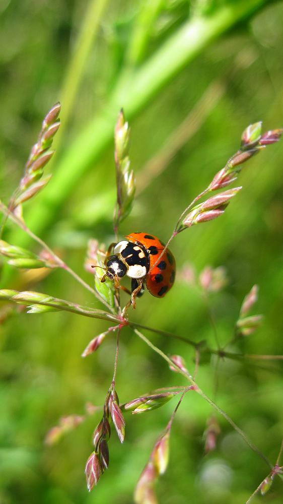 Marienkäfer