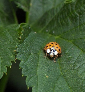 Marienkäfer