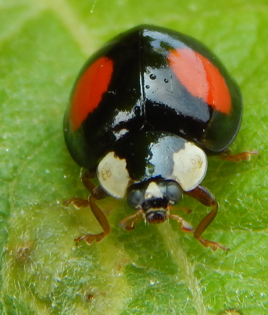 Marienkäfer