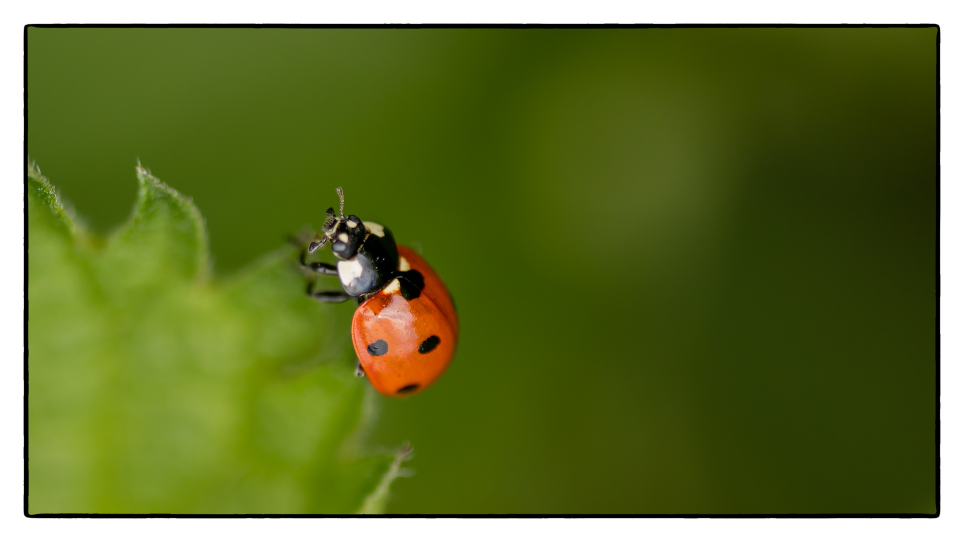 Marienkäfer Foto & Bild | tiere, tierkinder, frühling Bilder auf