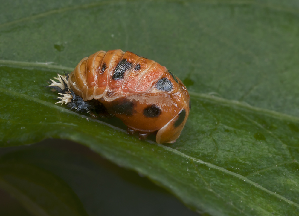 Marienkäfer