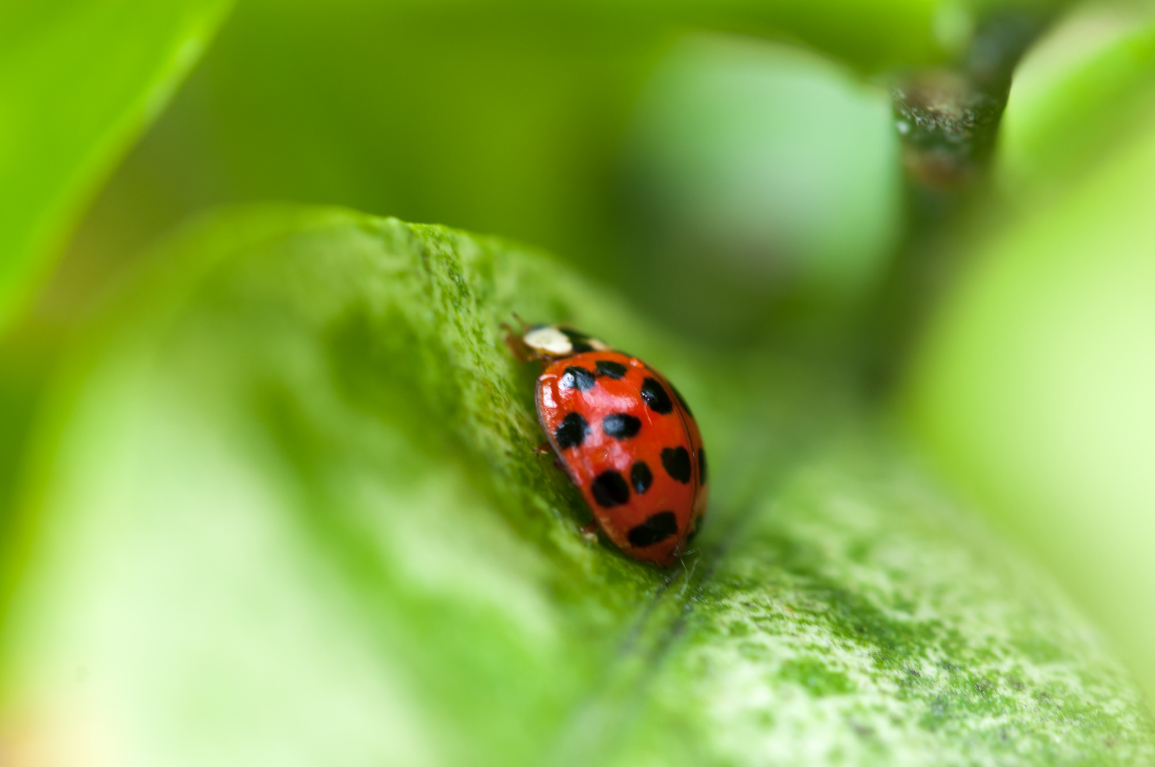 Marienkäfer Foto & Bild | tiere, marienkäfer, natur Bilder auf