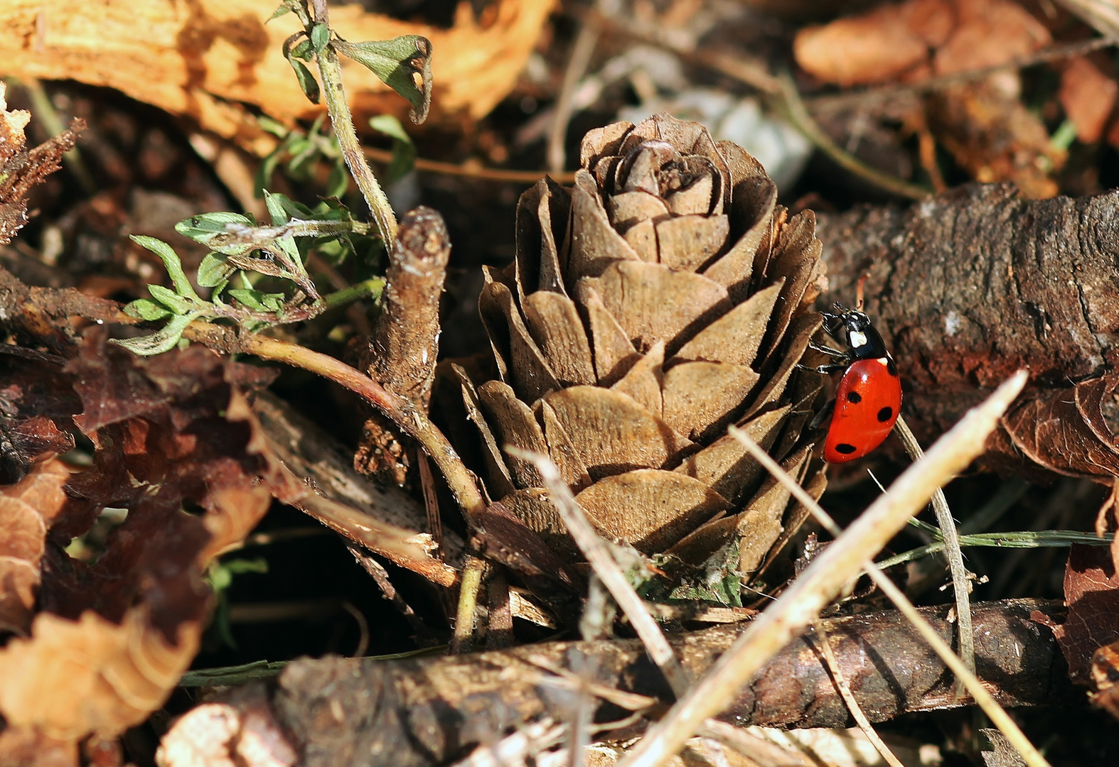 Marienkäfer