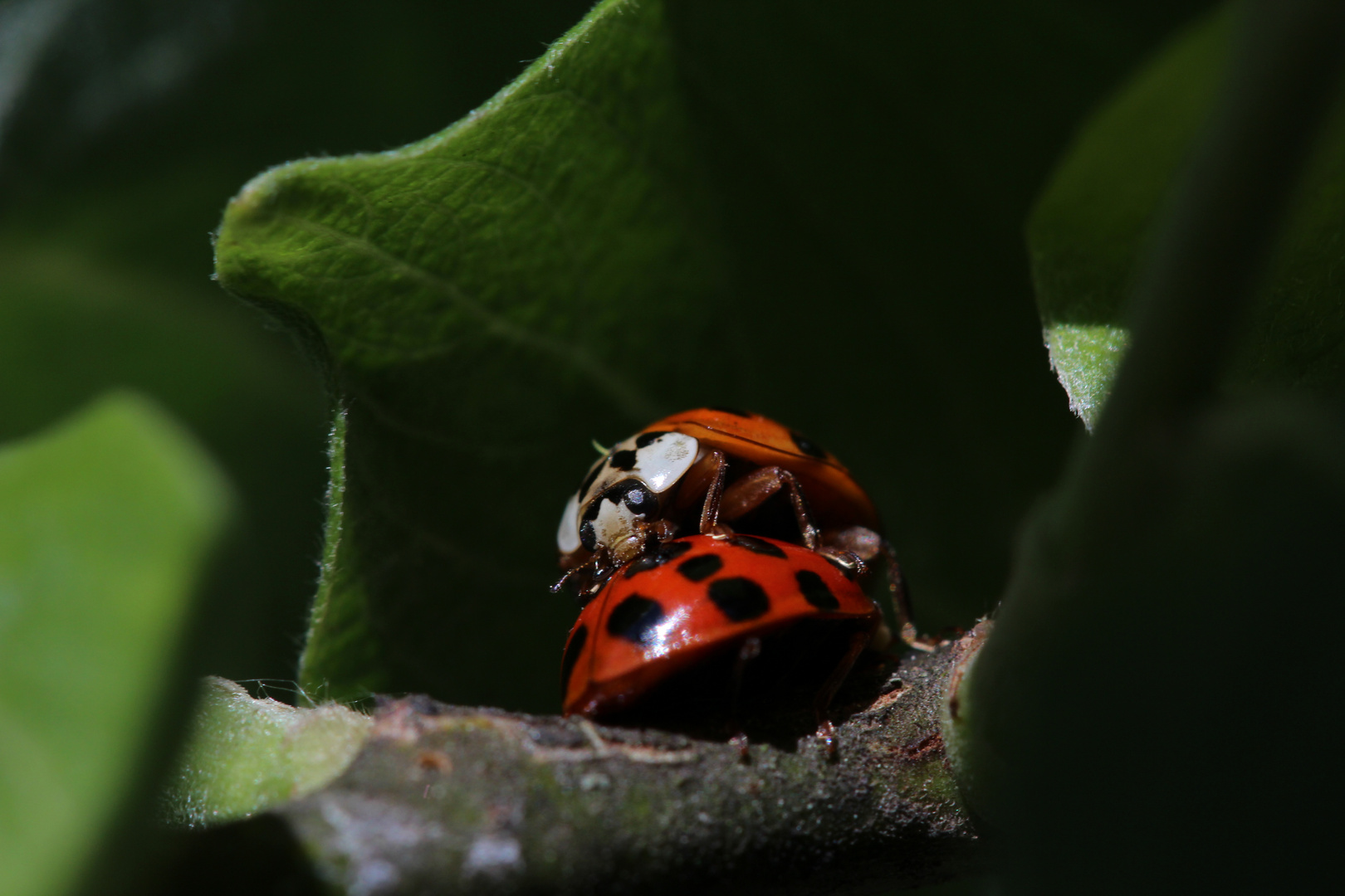 Marienkäfer