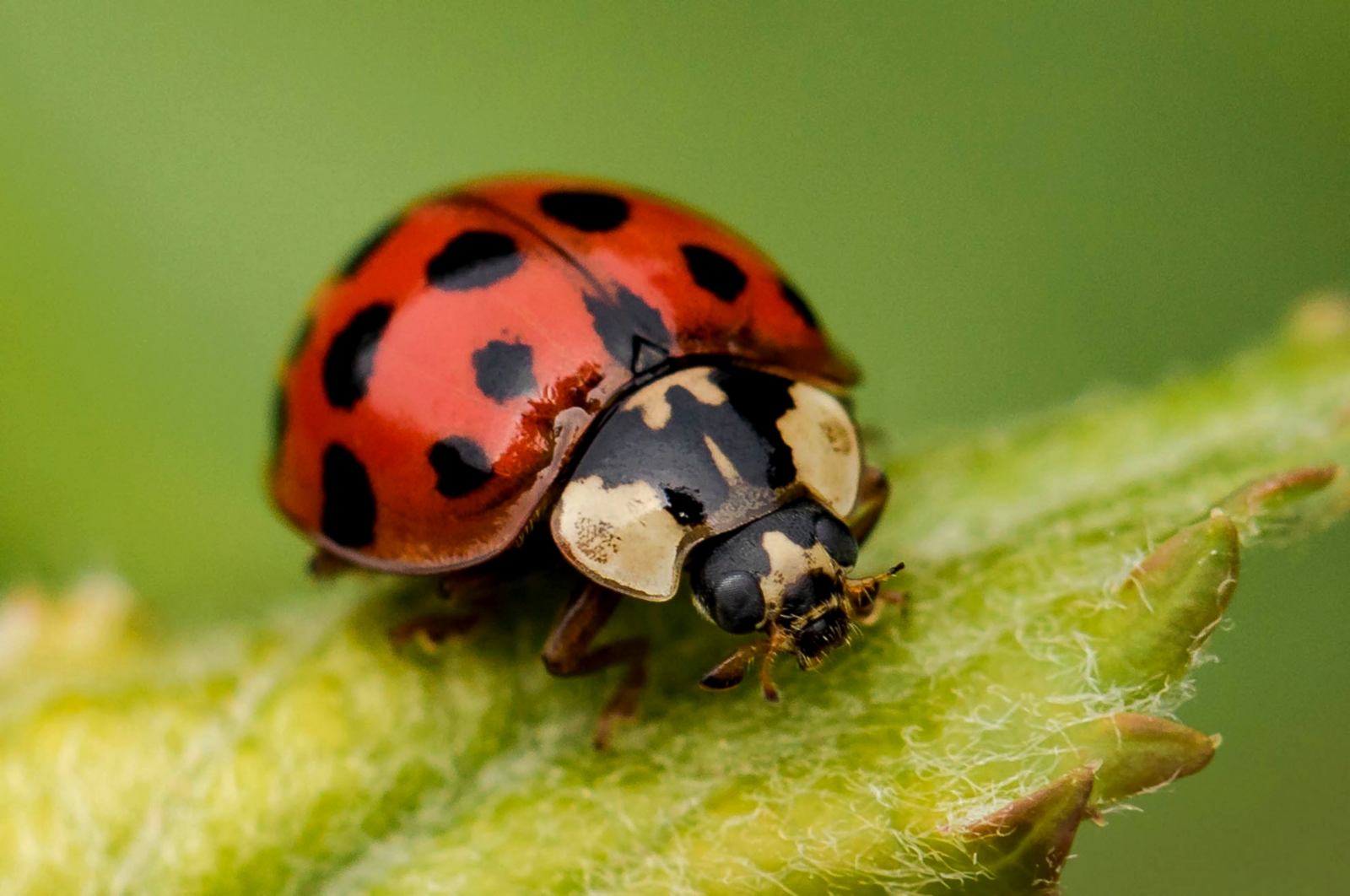 Marienkäfer Foto & Bild | tiere, wildlife, insekten Bilder auf