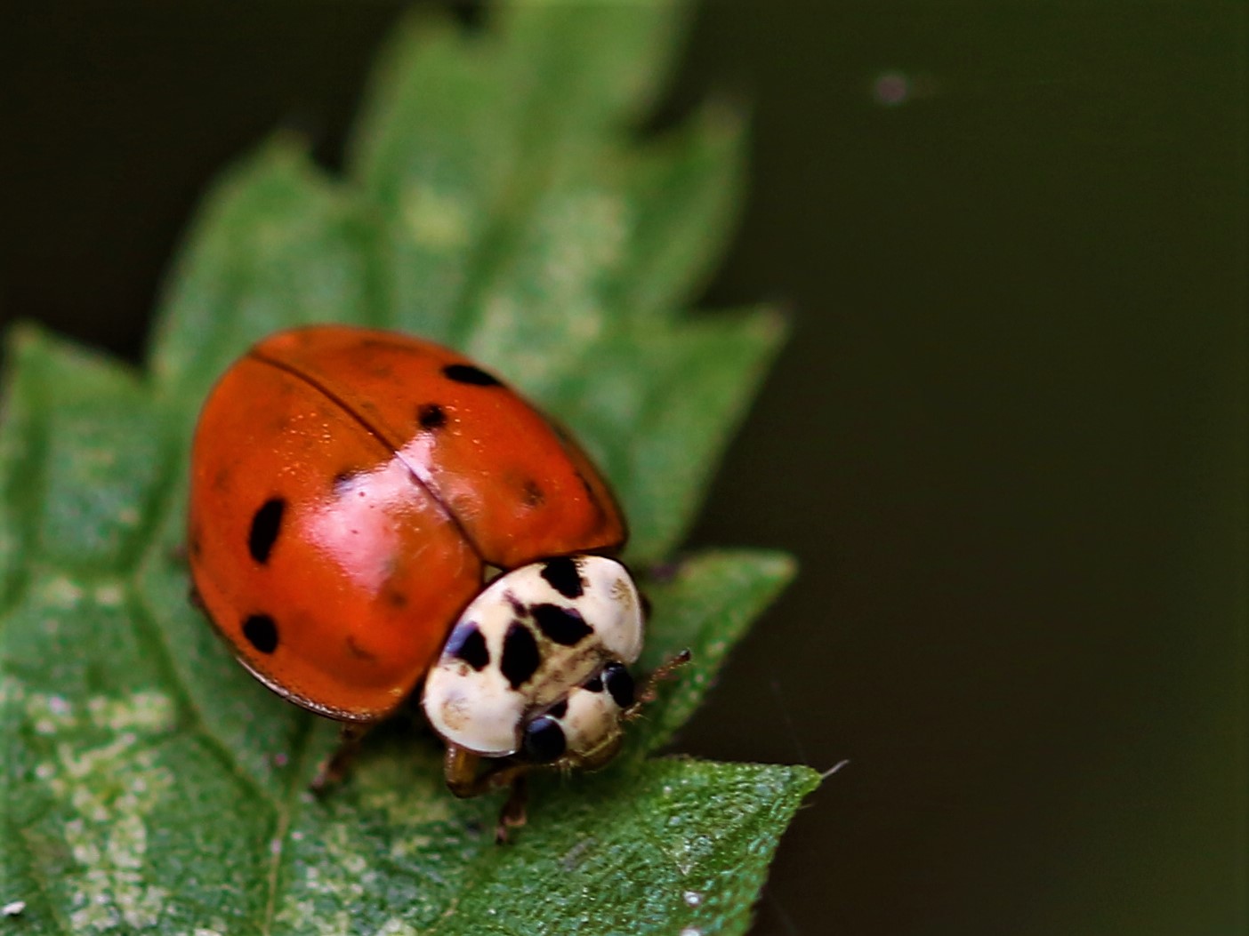 Marienkäfer