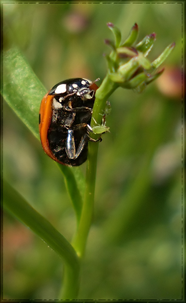 Marienkäfer