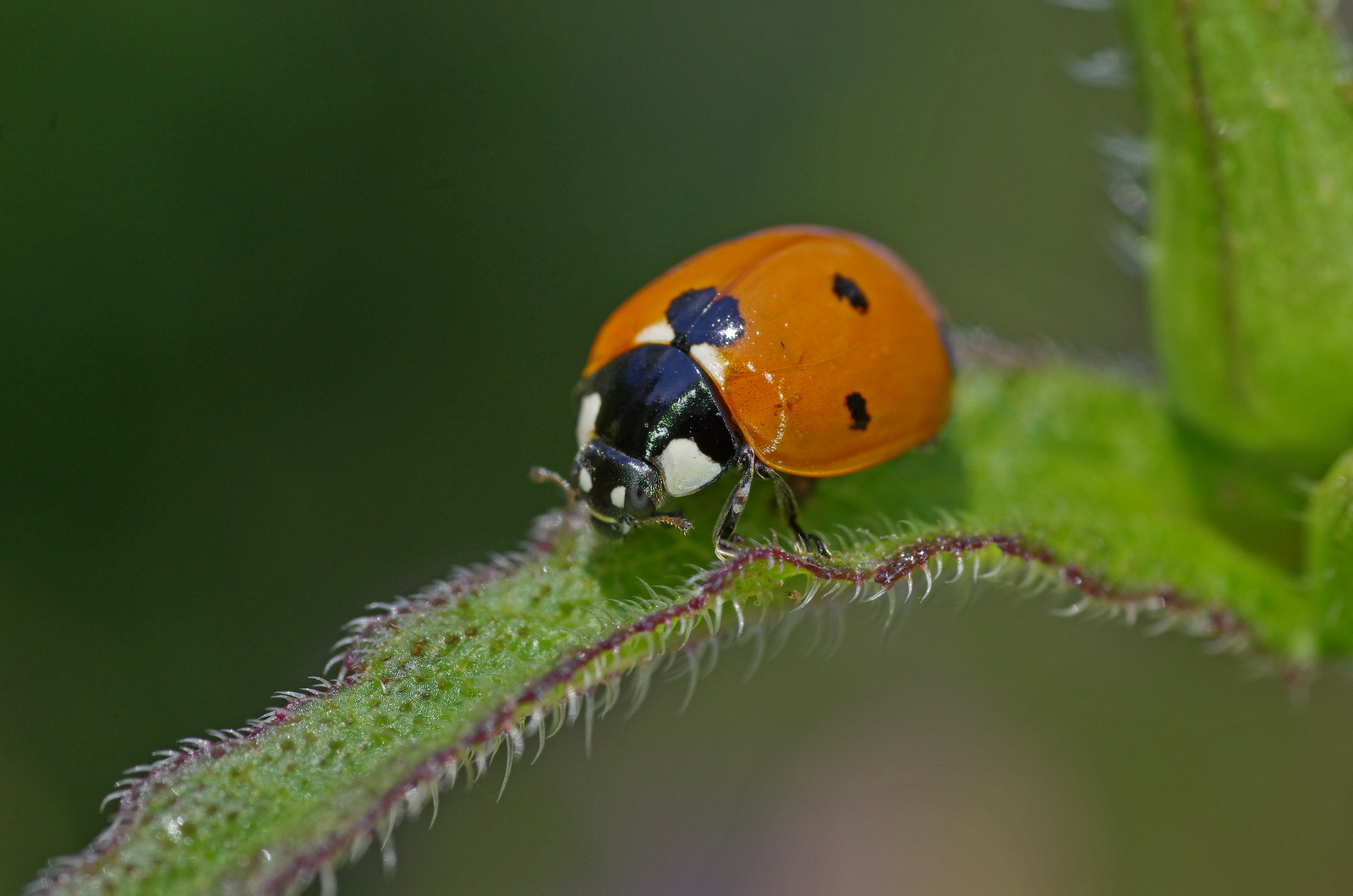 Marienkäfer