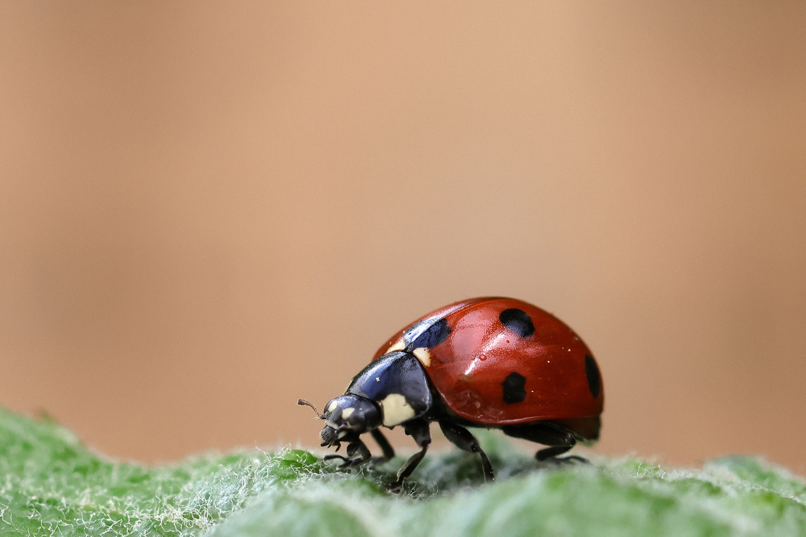 Marienkäfer