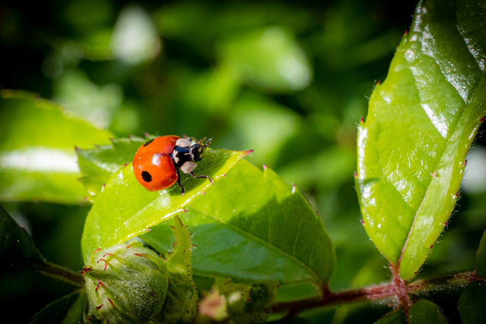 Marienkäfer Foto & Bild | tiere, wildlife, abend Bilder auf fotocommunity