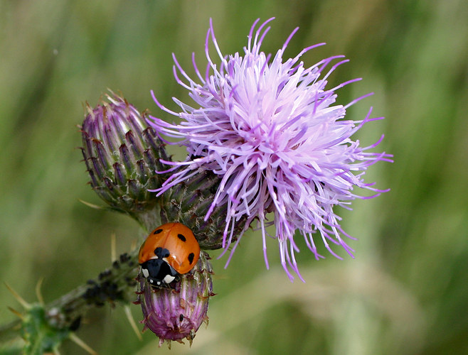 Marienkäfer