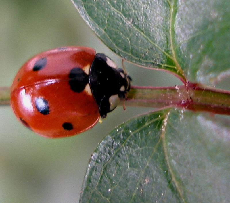 marienkäfer