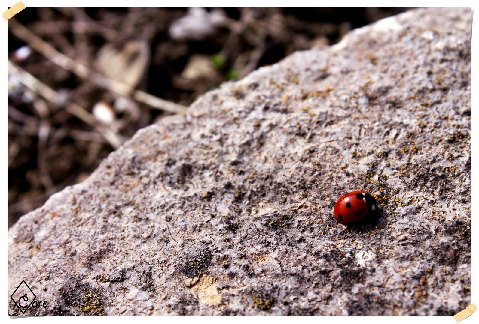 Marienkäfer :)