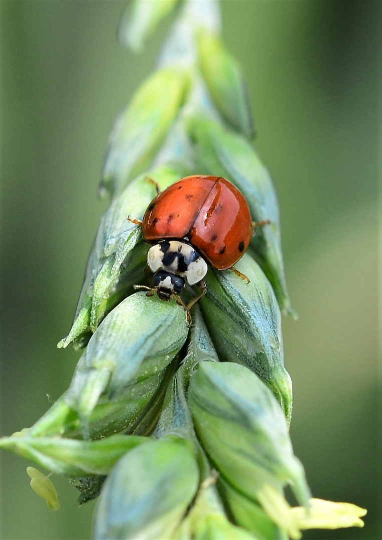 Marienkäfer