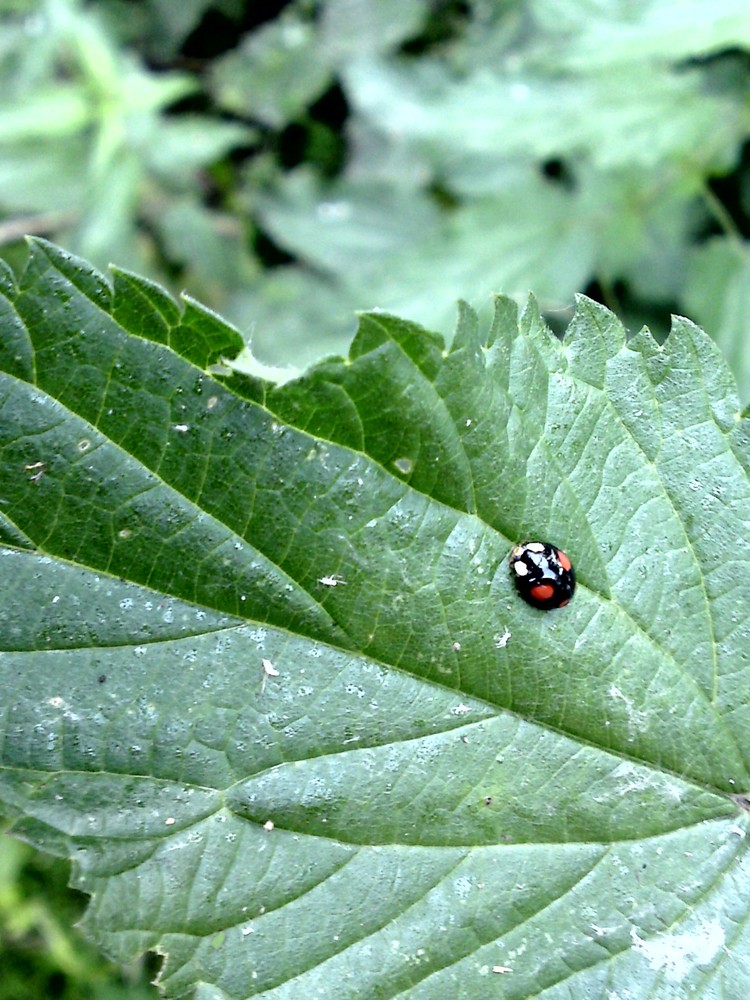 Marienkäfer