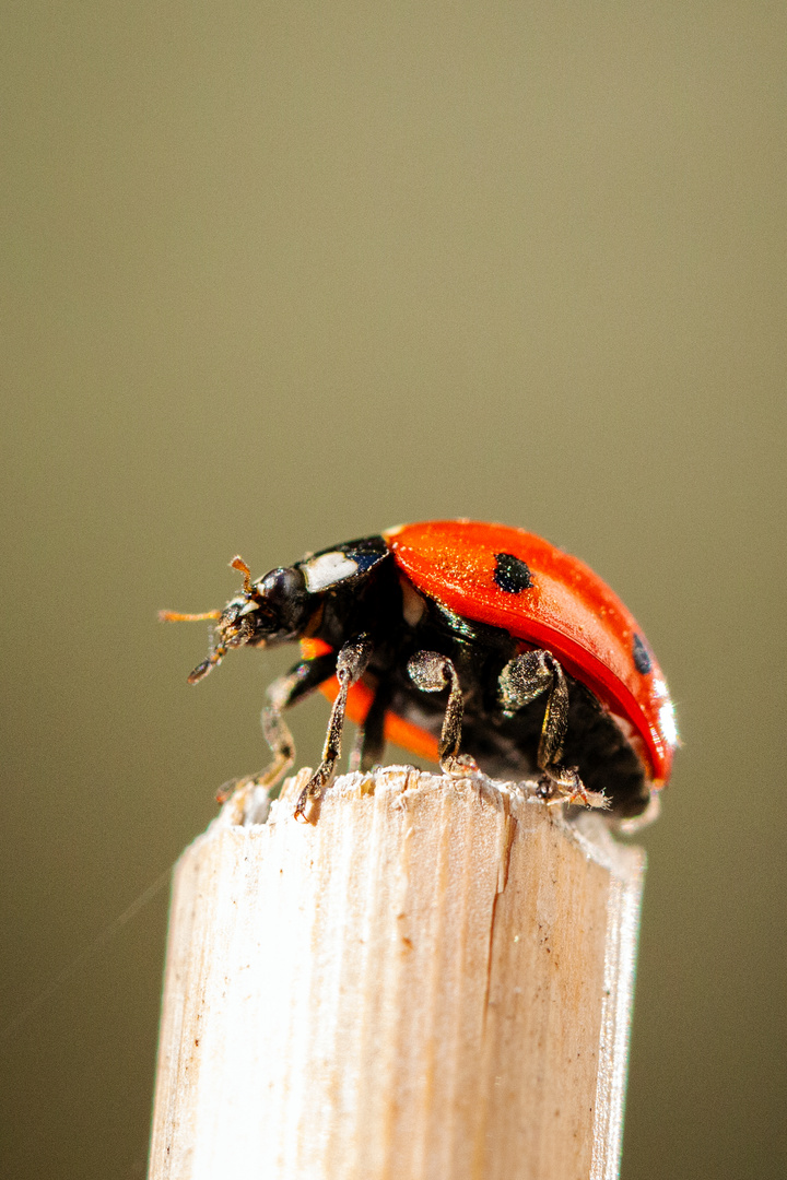 Marienkäfer