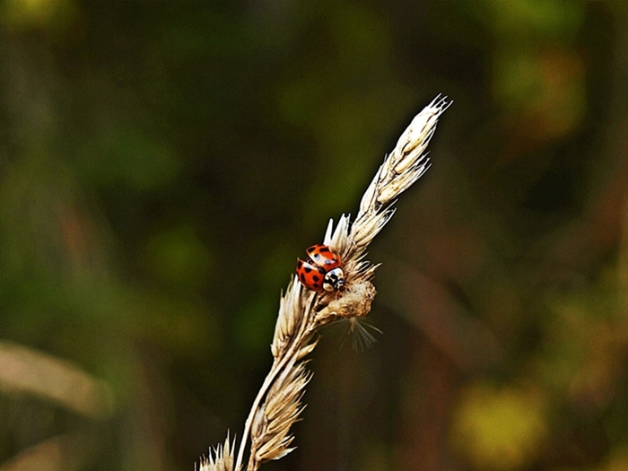 Marienkäfer