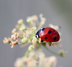 Marienkäfer