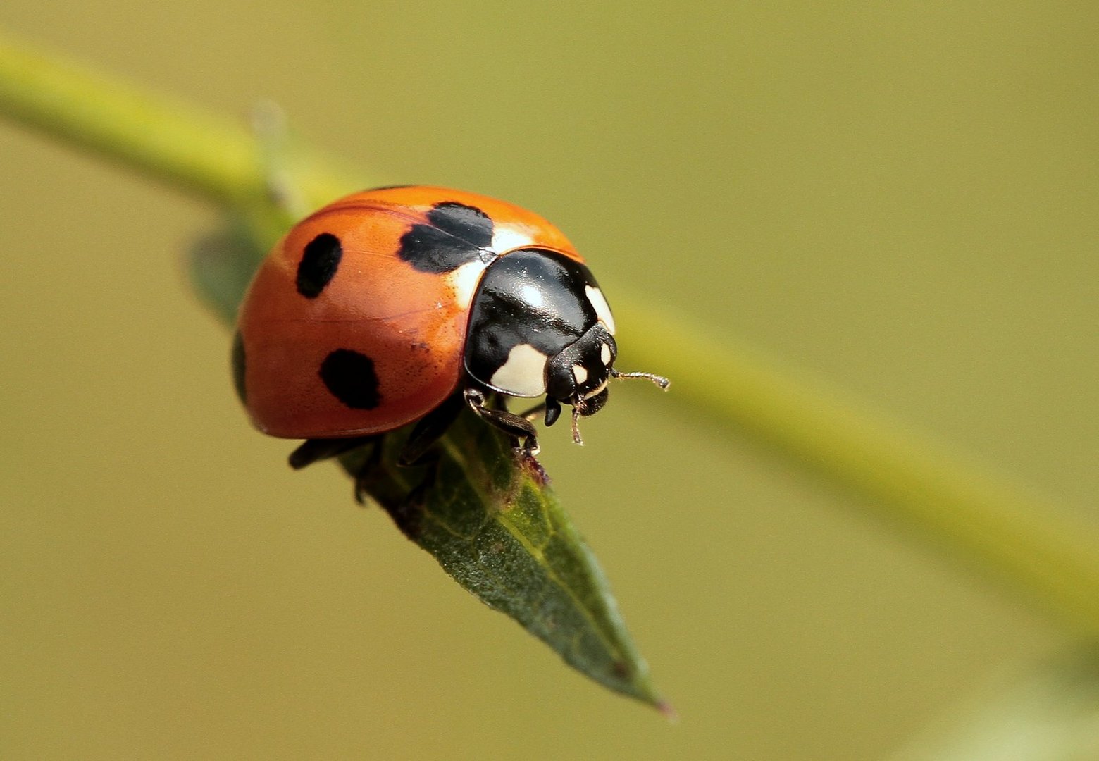 Marienkäfer