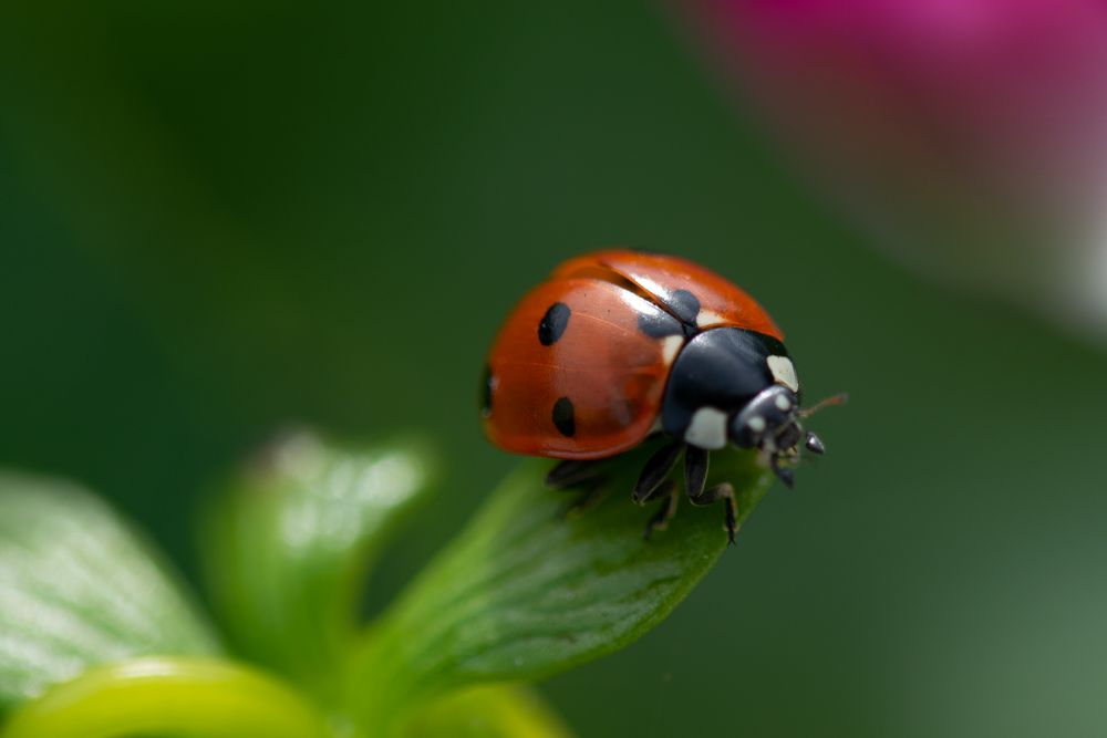 Sind Schwarze Marienkäfer Giftig Für Menschen Marienkäfer Foto & Bild | tiere, wildlife, insekten Bilder auf