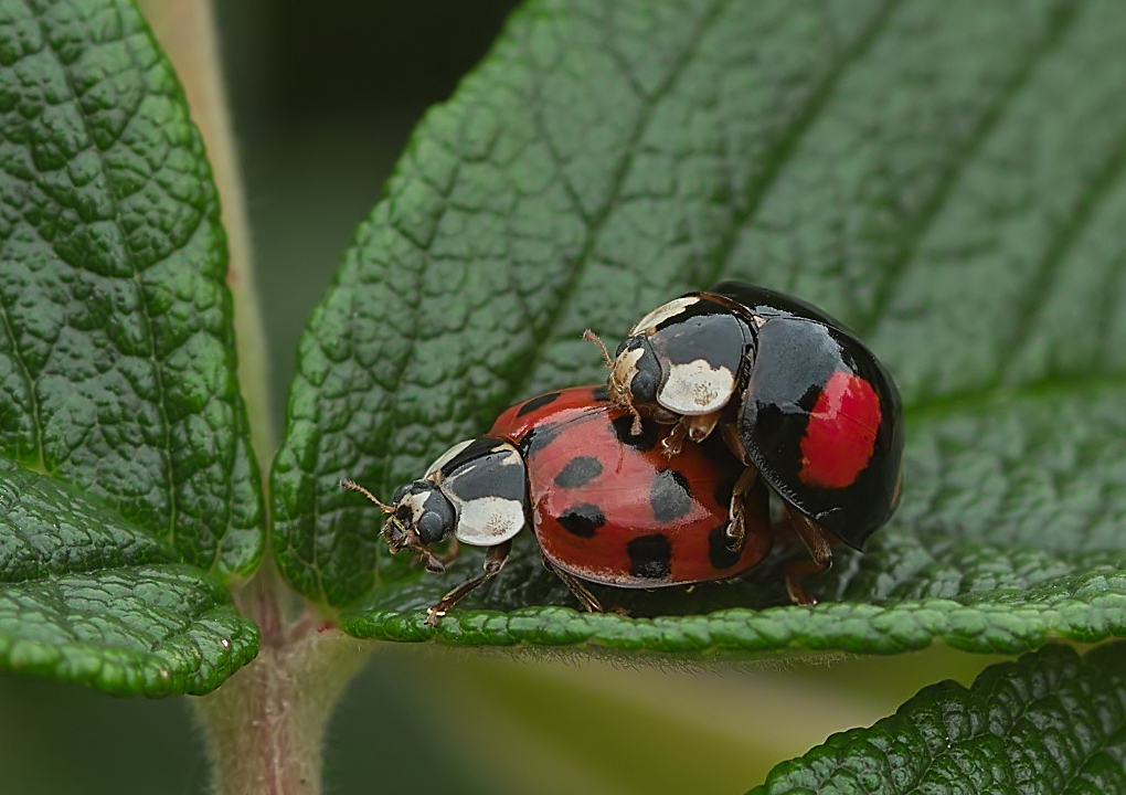 Marienkäfer