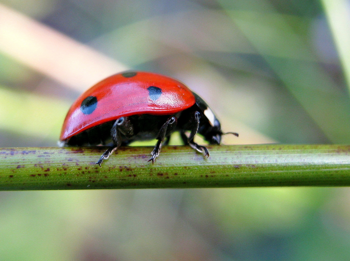 Marienkäfer