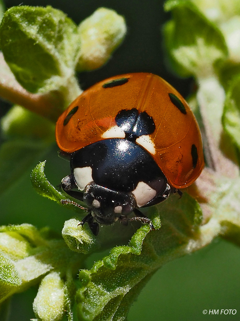 Marienkäfer