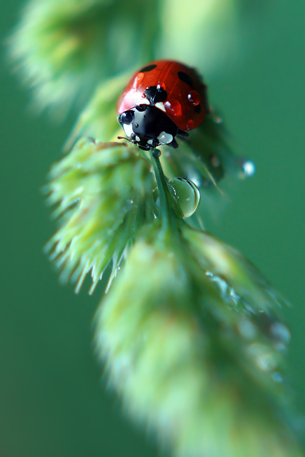 marienkäfer