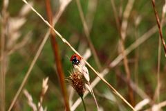 Marienkäfer