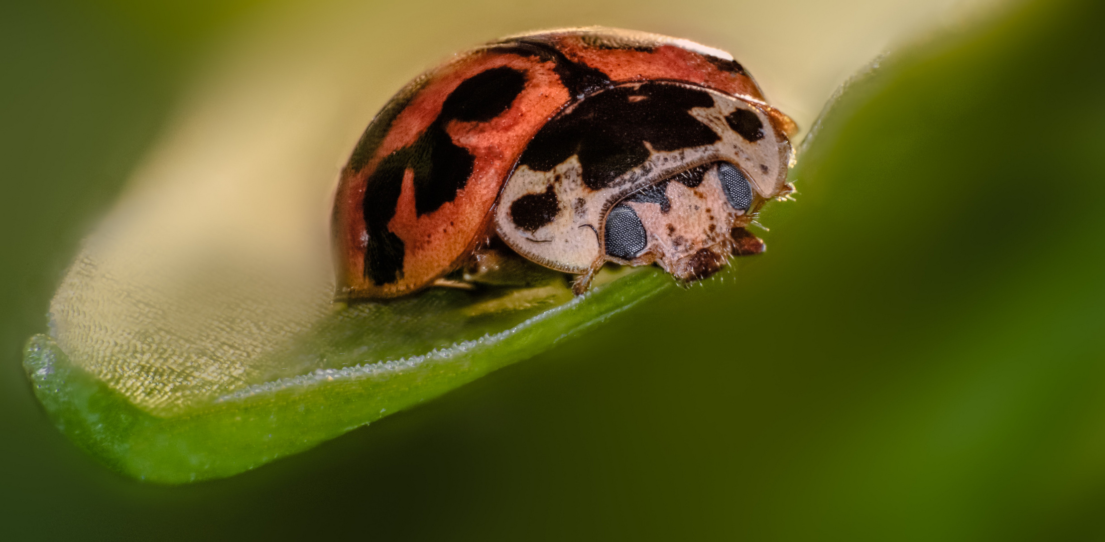 Marienkäfer