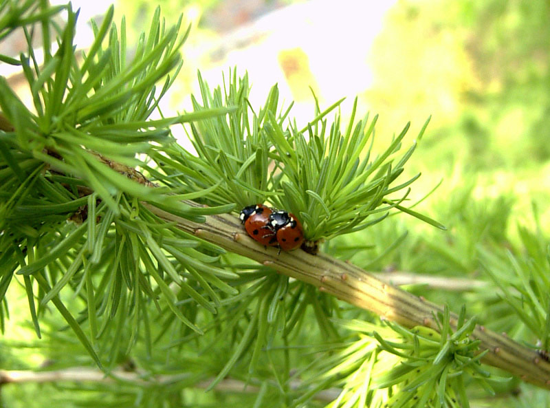 Marienkäfer