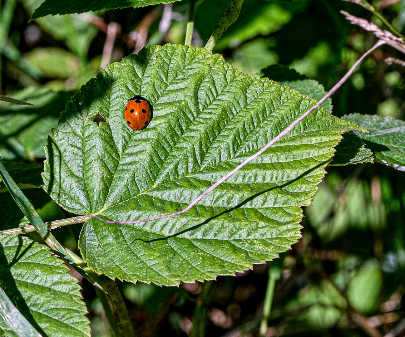 Marienkäfer