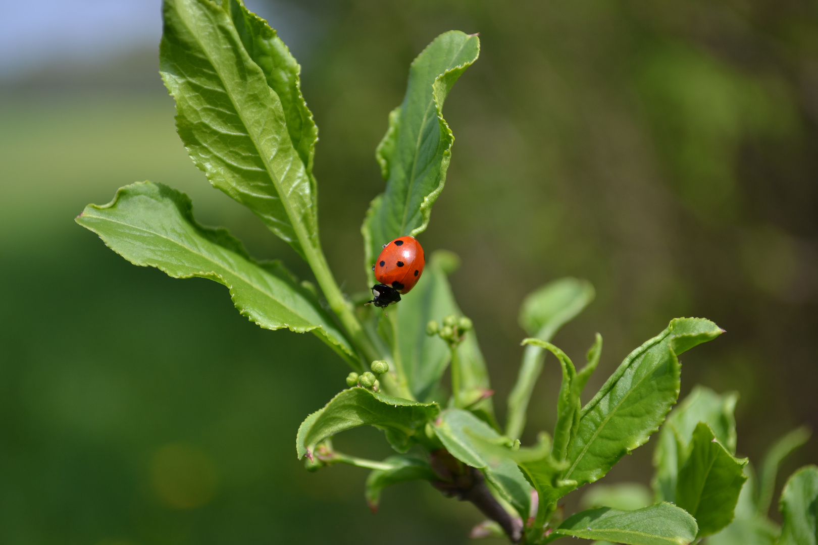 Marienkäfer