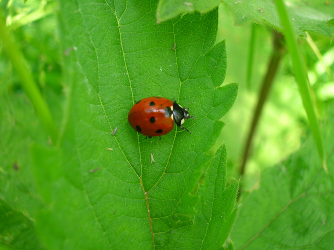 Marienkäfer