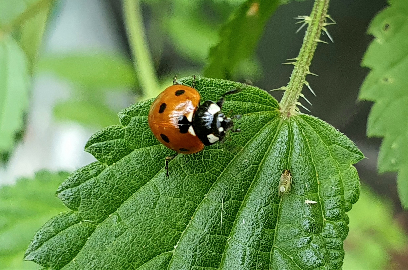 Marienkäfer