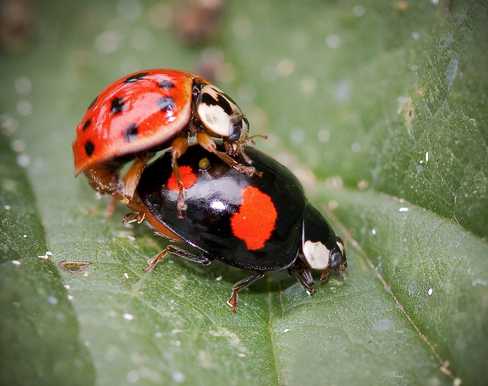 marienkäfer