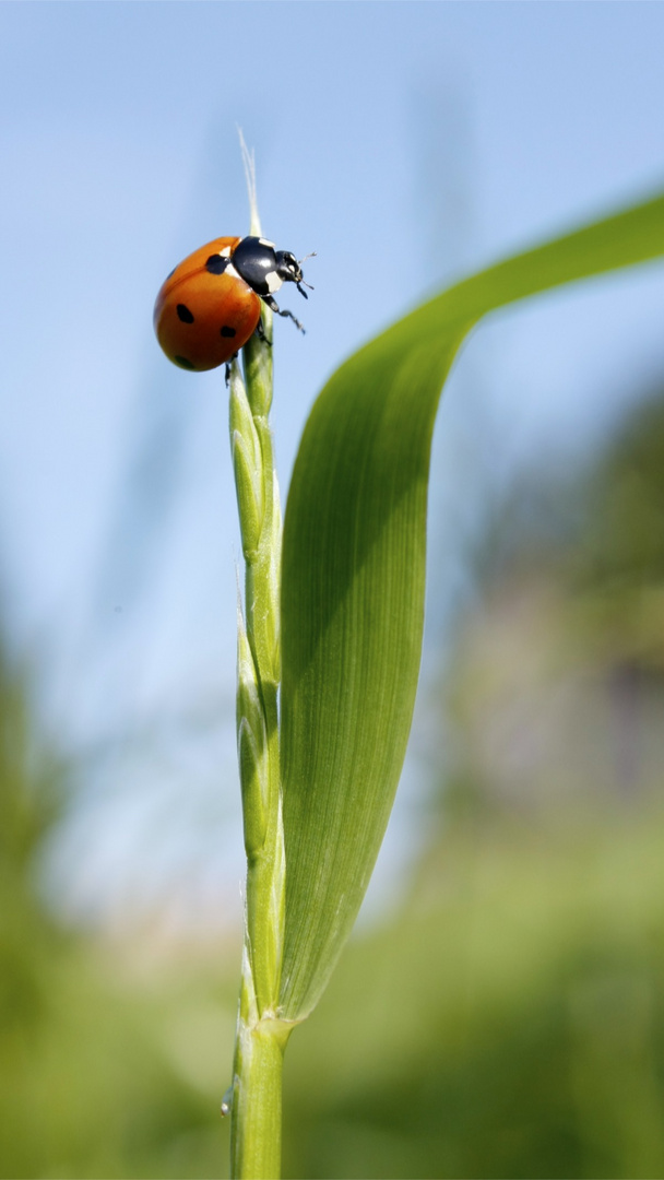 marienkäfer