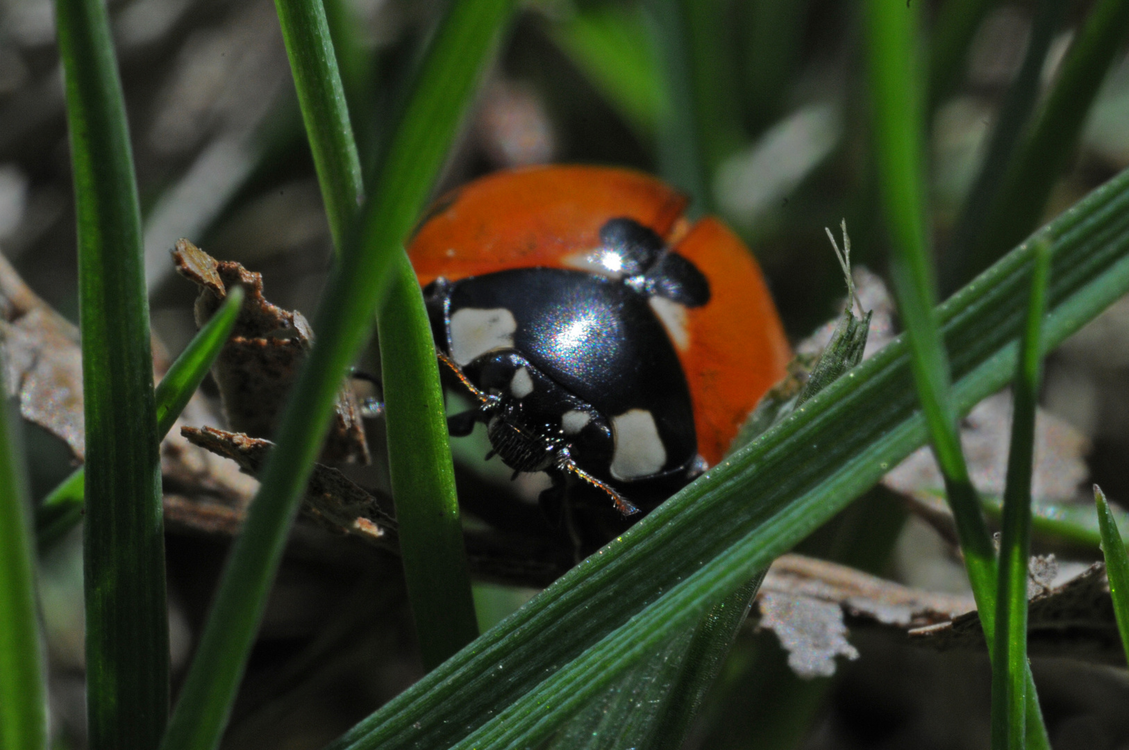 Marienkäfer