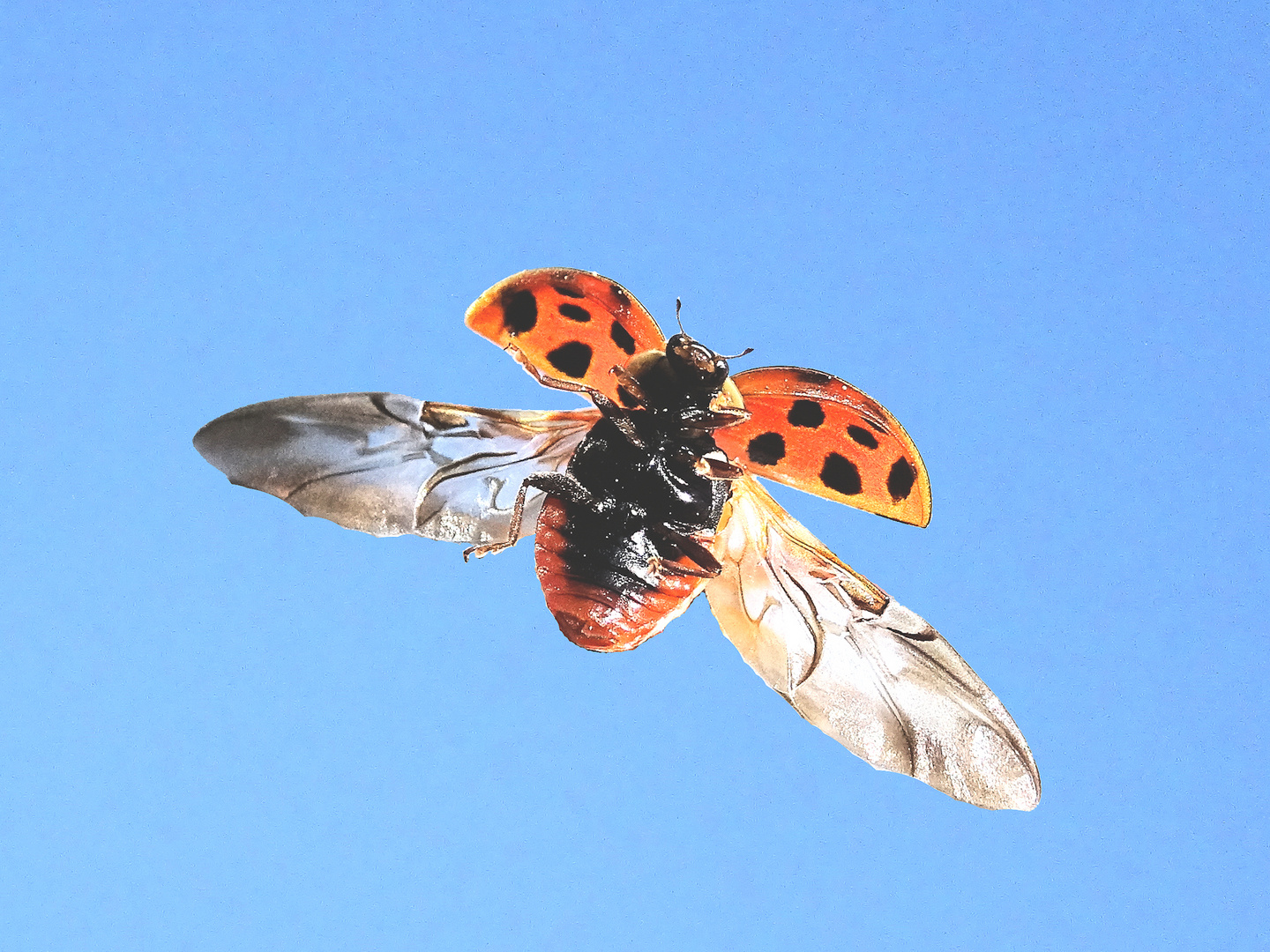 Marienkäfer Abflug