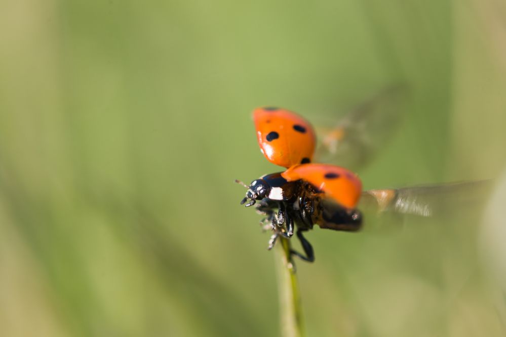 Marienkäfer Abflug