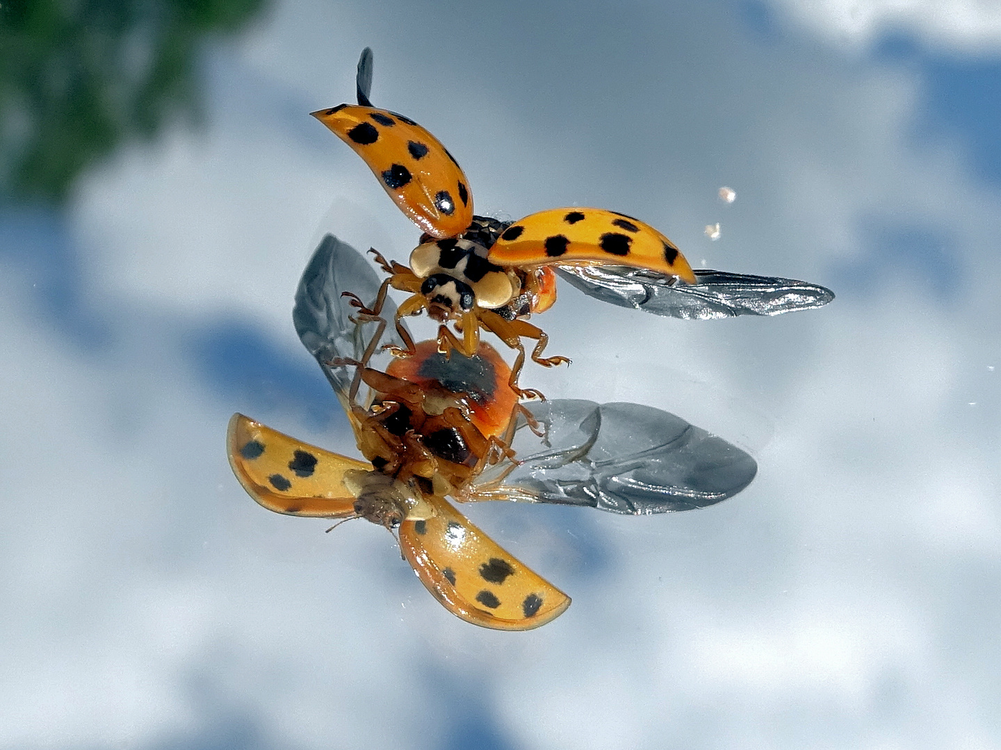 Marienkäfer Abflug Spiegelung  Ladybird 