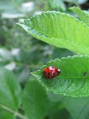 Marienkäfer