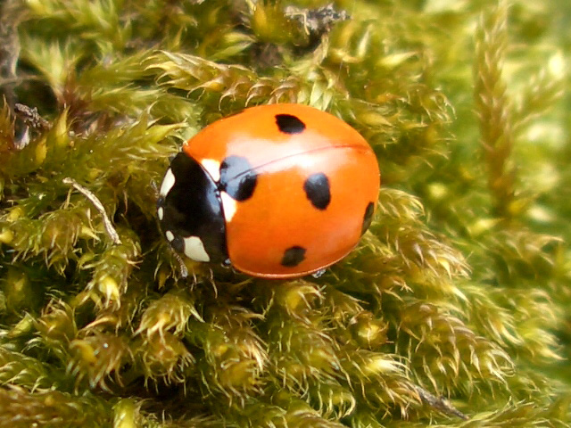 Marienkäfer