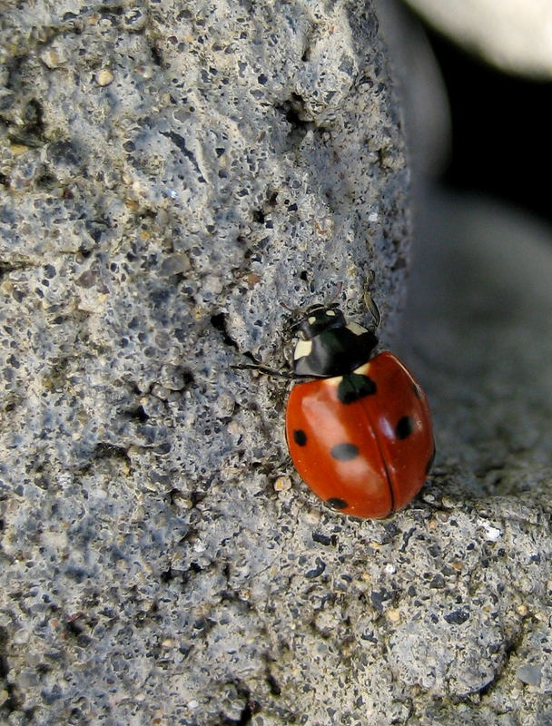 marienkäfer als bergsteiger