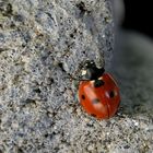 marienkäfer als bergsteiger