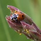 Marienkäfer als Biokämpfer . . .