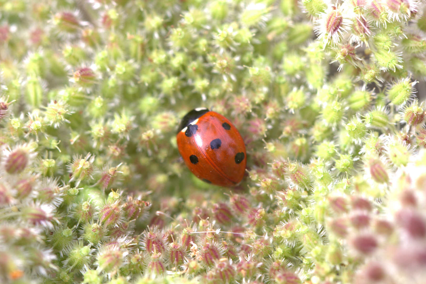 Marienkäfer als Macro